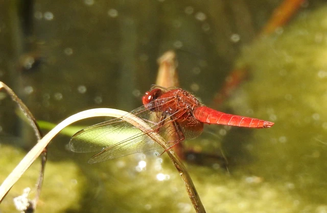 Crocothemis erythraea - skarlát szitakötő