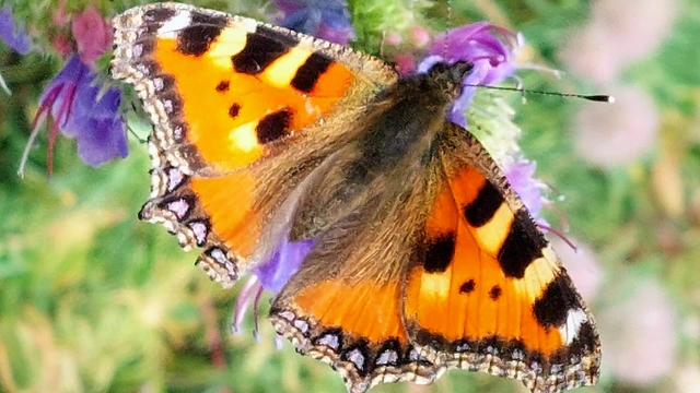 Nymphalis urticae - kis rókalepke Nymphalis urticae - kis rókalepke