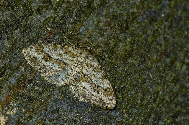 Ectropis crepuscularia - avararaszoló