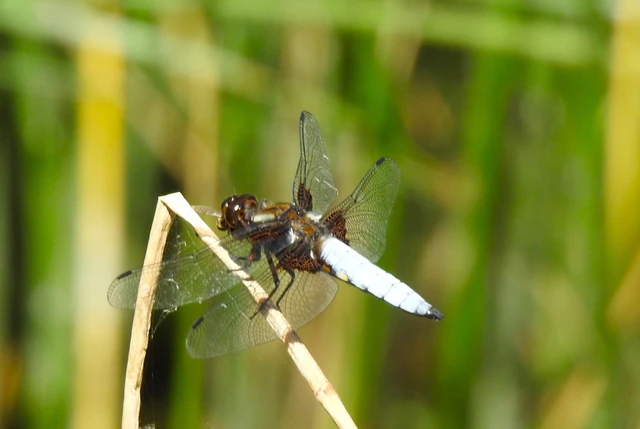 Libellula depressa - széles laposacsa
