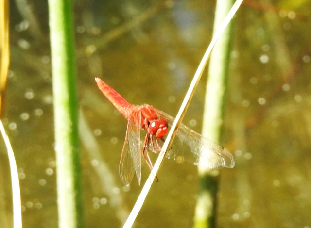 Crocothemis erythraea - skarlát szitakötő