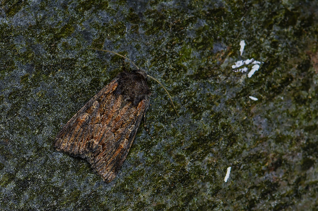 Lacanobia amurensis - homoki kertibagoly