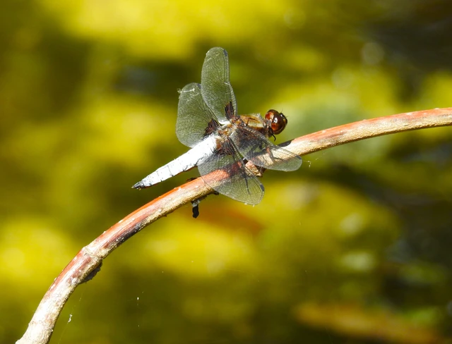 Libellula depressa - széles laposacsa