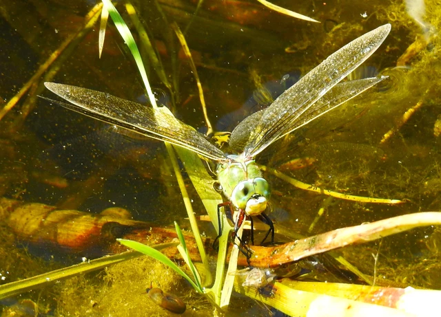 Anax imperator - zöld óriásacsa