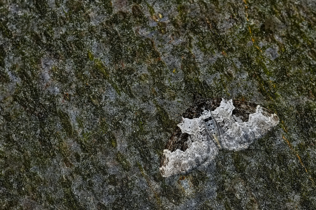 Xanthorhoe fluctuata - közönséges tarkaaraszoló