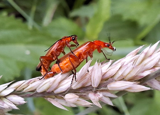 Rhagonycha fulva - feketevégű lágybogár