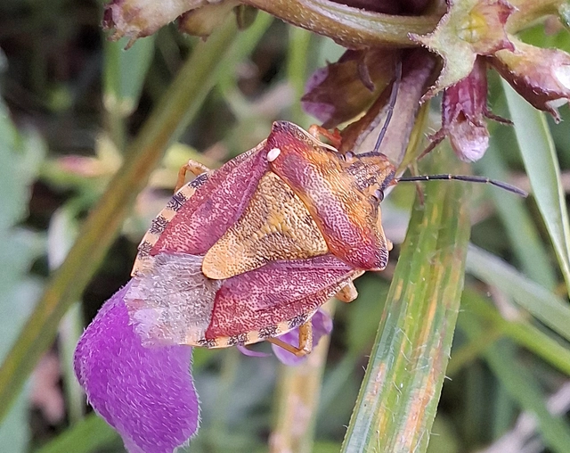 Carpocoris Carpocoris