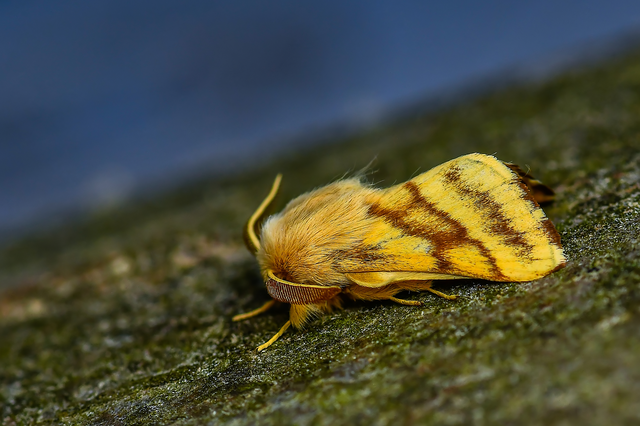 Malacosoma castrensis - kutyatejszövő