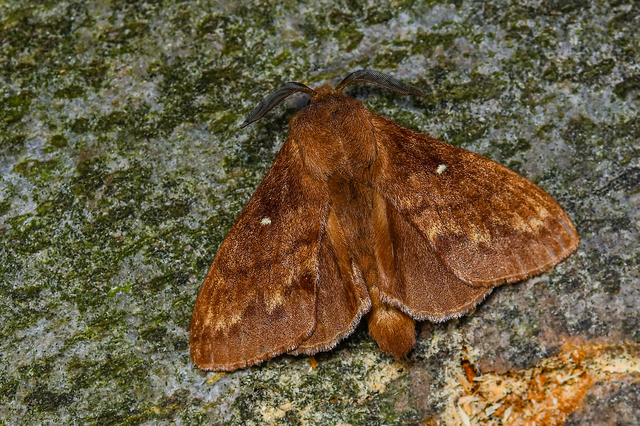 Dendrolimus pini - fenyőpohók