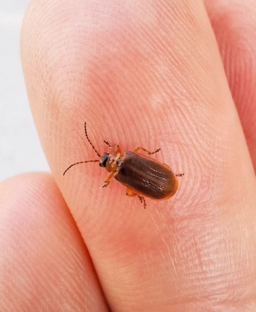 Galerucella nymphaeae - tavirózsa olajosbogár