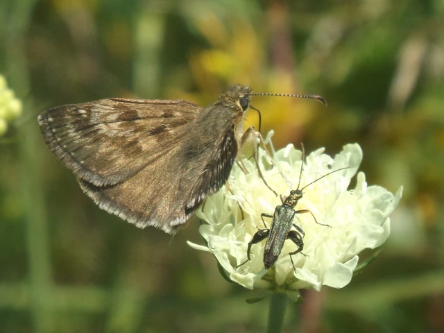 Oedemera flavipes - sárgalábú álcincér Oedemera flavipes - sárgalábú álcincér