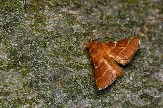 Malacosoma neustria - gyűrűsszövő
