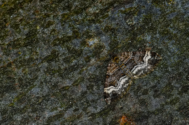Xanthorhoe biriviata - kétsávos tarkaaraszoló