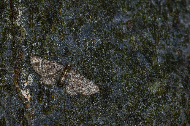 Pasiphila chloerata - hamvas törpearaszoló