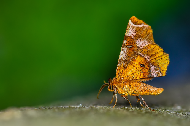 Selenia tetralunaria - négyfoltos holdasaraszoló