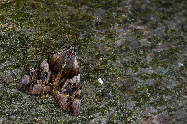 Catocala fulminea - galagonya-övesbagoly