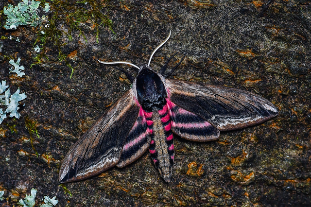 Sphinx ligustri - fagyalszender