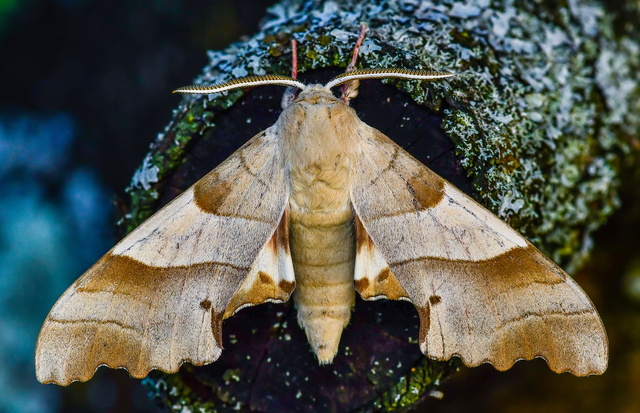 Marumba quercus - tölgyfaszender