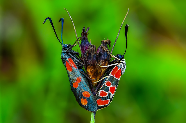 Zygaena carniolica - fehérgyűrűs csüngőlepke