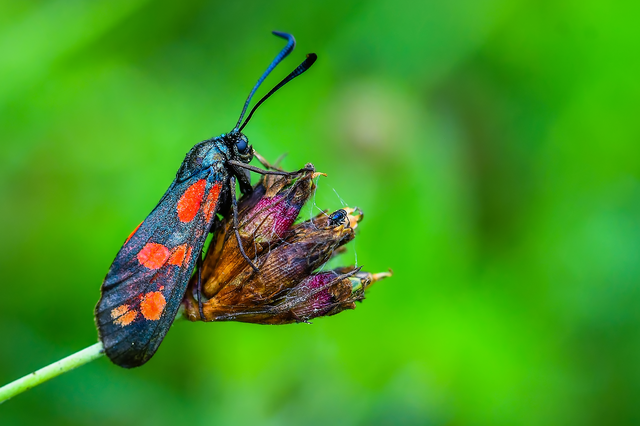 Zygaena filipendulae - acélszínű csüngőlepke