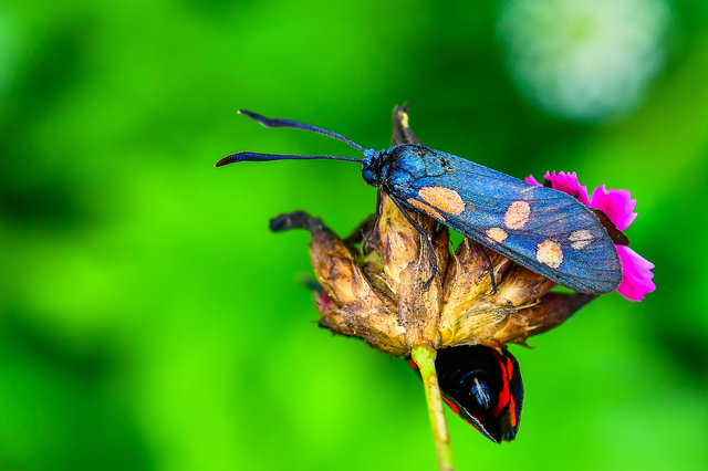 Zygaena