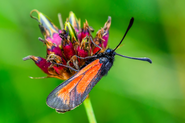 Zygaena minos/purpuralis