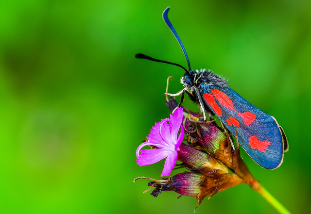 Zygaena