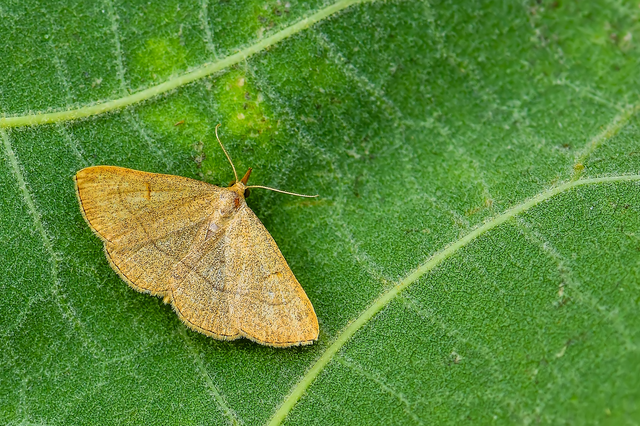 Paracolax tristalis - sárgás karcsúbagoly