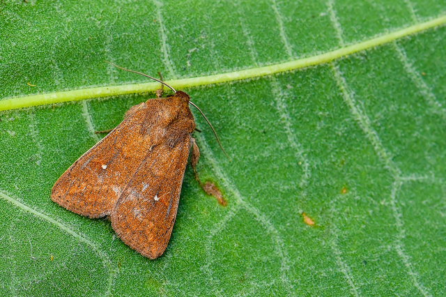 Mythimna albipuncta - fehérpettyes rétibagoly