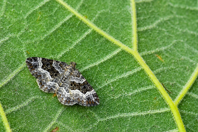 Epirrhoe alternata - galaj-tarkaaraszoló
