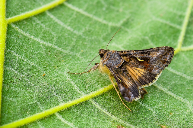 Autographa gamma - gammalepke