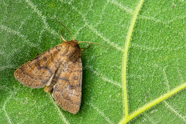 Hoplodrina octogenaria - barna selymesbagoly