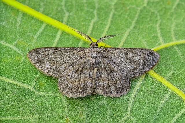 Hypomecis punctinalis - pettyes faaraszoló