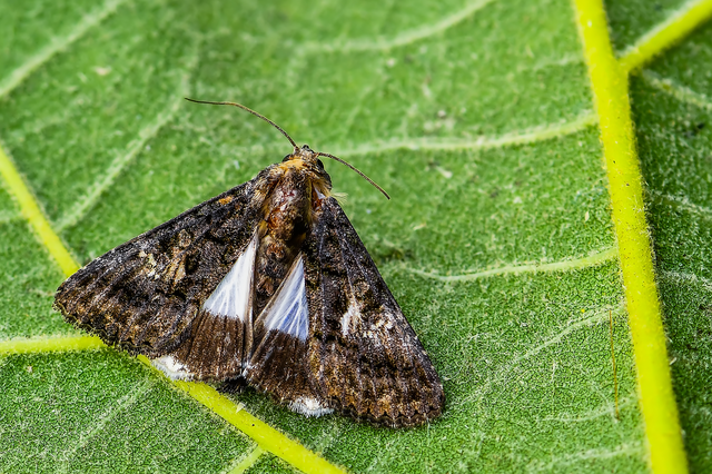 Anophia leucomelas - déli folyófűbagoly