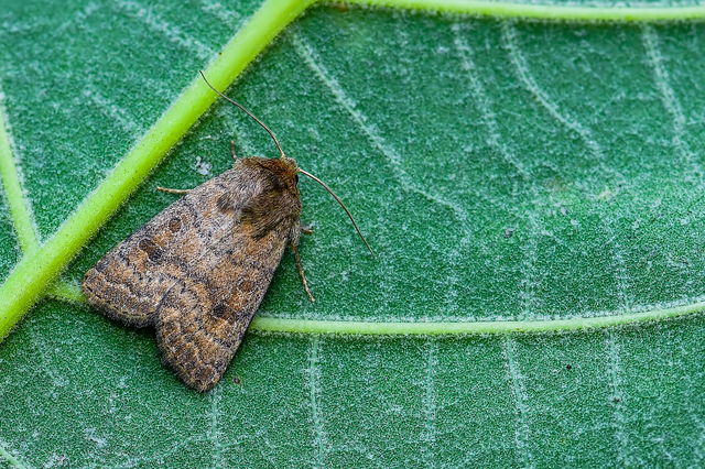 Hoplodrina octogenaria - barna selymesbagoly