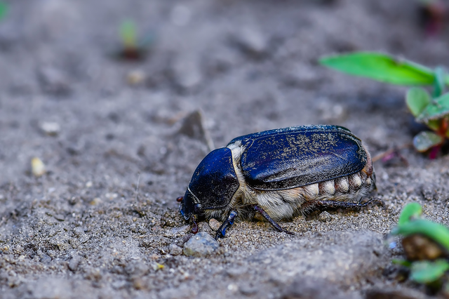Anoxia pilosa - pusztai cserebogár