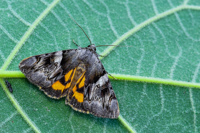 Catocala fulminea - galagonya-övesbagoly