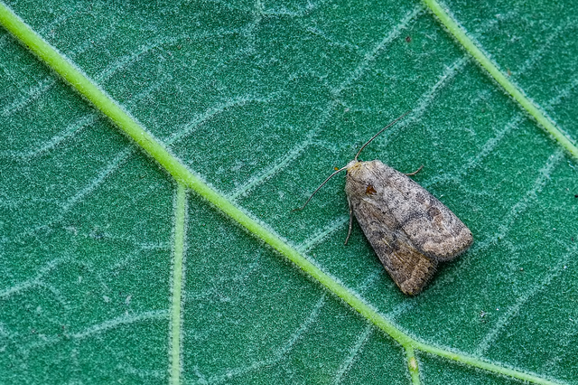 Hoplodrina octogenaria - barna selymesbagoly