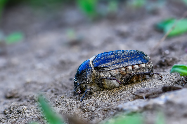 Anoxia pilosa - pusztai cserebogár