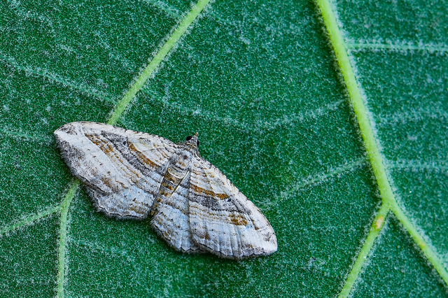 Costaconvexa polygrammata - soksávú araszoló