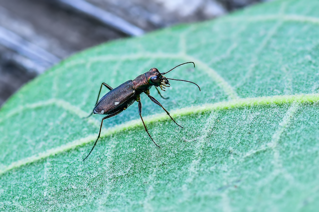 Cylindera germanica - parlagi homokfutrinka