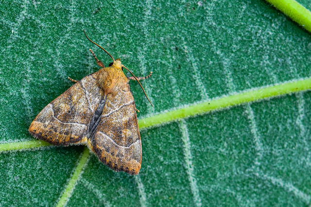 Cosmia trapezina - közönséges lombbagoly
