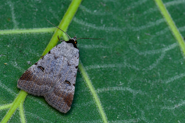Lygephila craccae - gyakori csüdfűbagoly