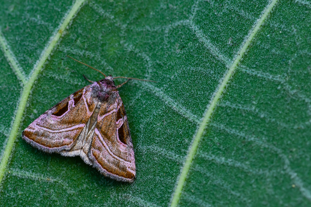 Eucarta virgo - mocsári ametisztbagoly