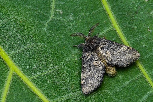 Gluphisia crenata - kormos púposszövő