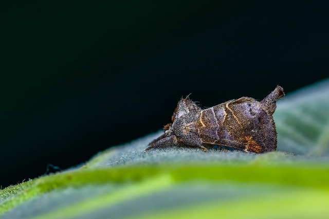 Clostera pigra - apró levélszövő