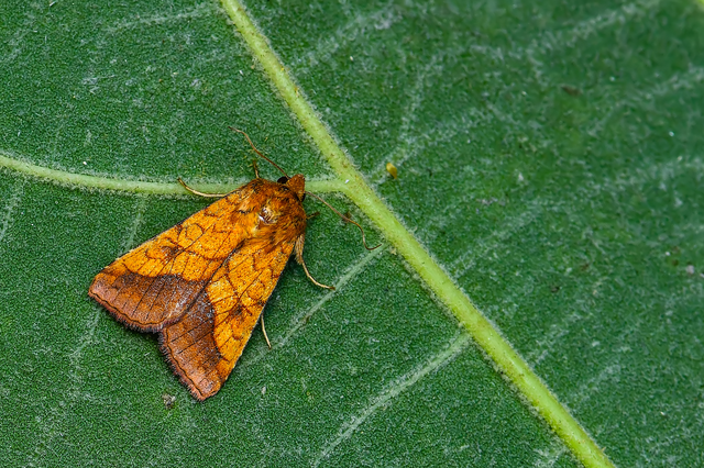 Pyrrhia umbra - iglicebagoly