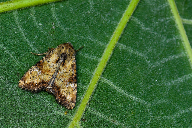 Loscopia scolopacina - csinos dudvabagoly
