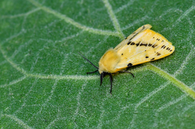 Spilarctia lutea - sárgás medvelepke