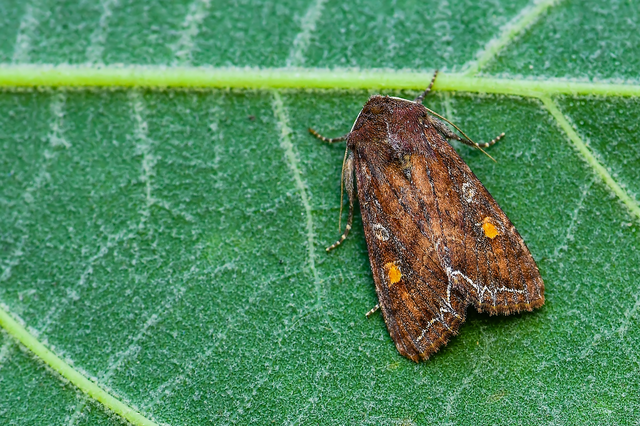 Lacanobia oleracea - saláta-kertibagoly